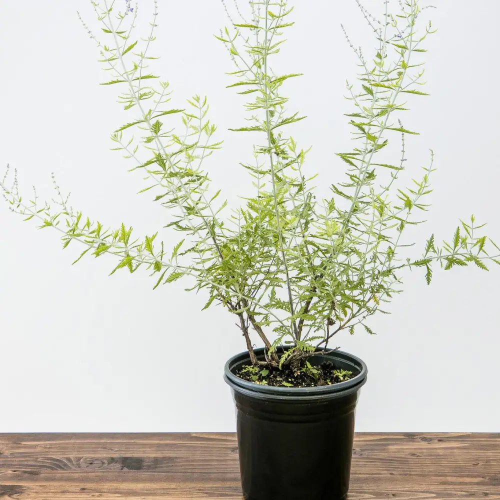 Russian Sage Perennial
