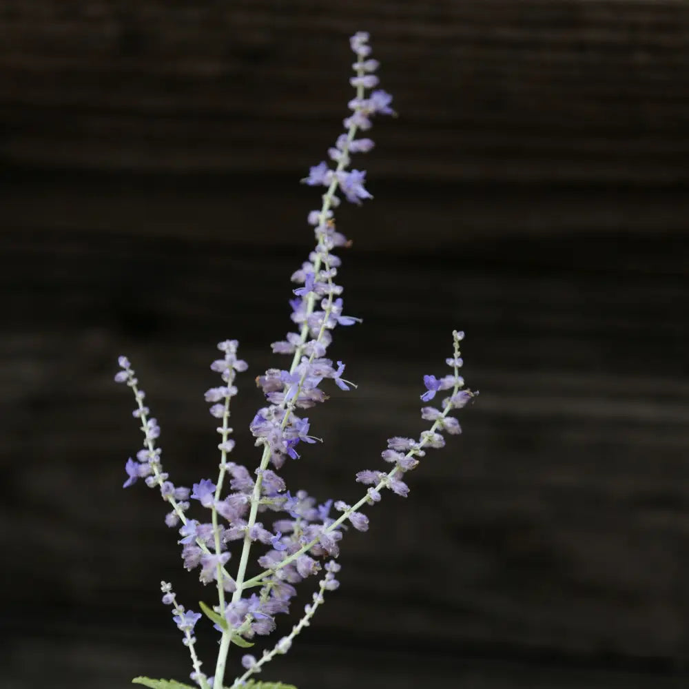 Russian Sage Perennial