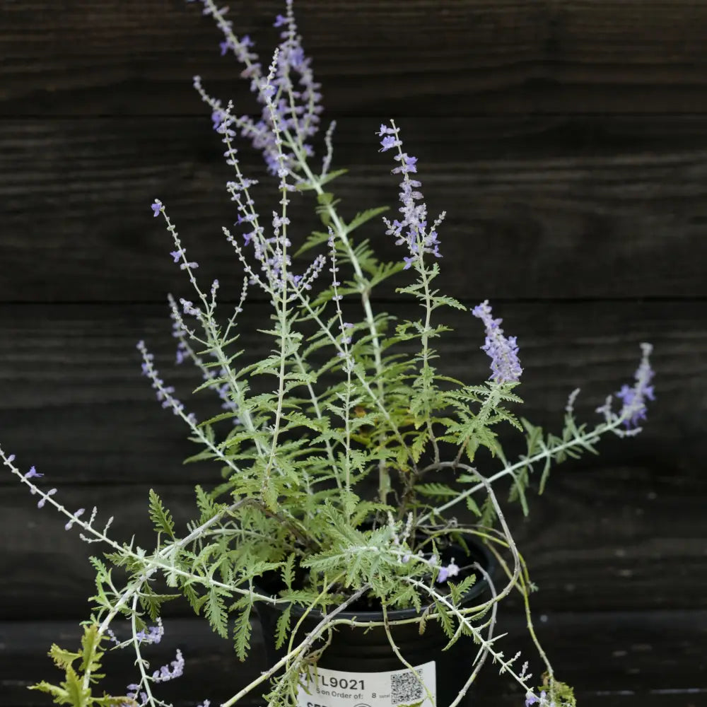 Russian Sage Perennial