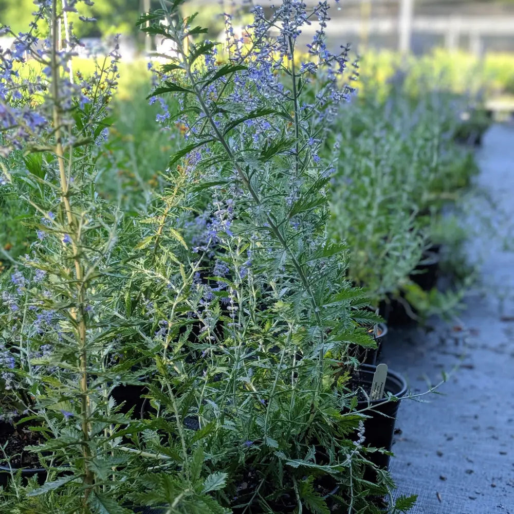 Russian Sage Perennial