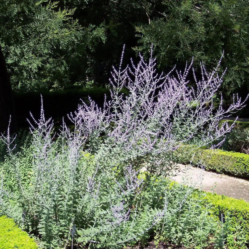 Russian Sage Perennial