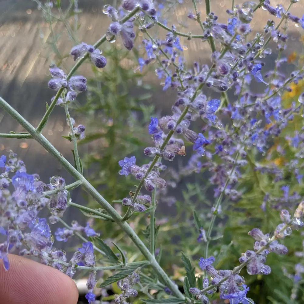 Russian Sage Perennial