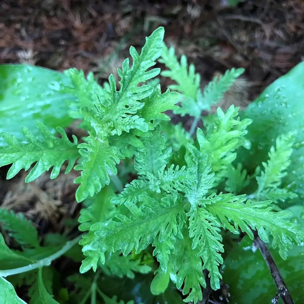 Russian Sage Perennial