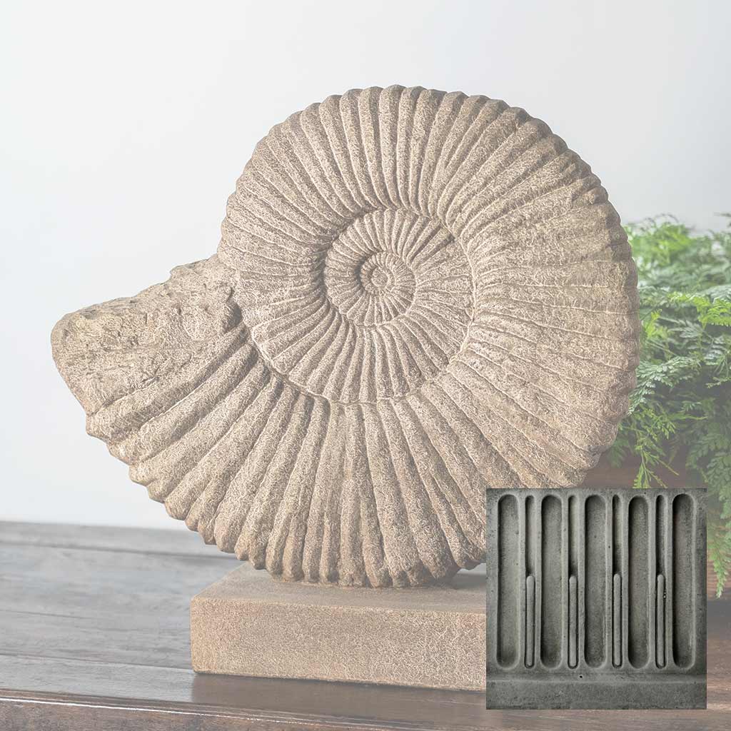 Ammonite, Medium