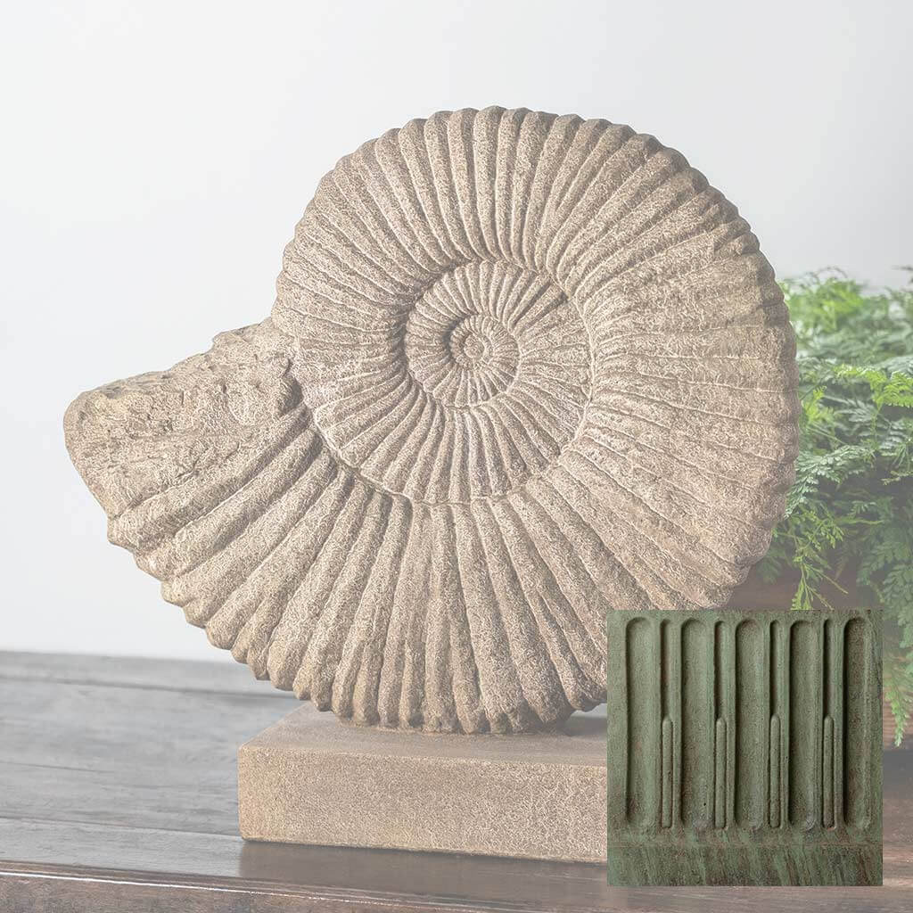 Ammonite, Medium