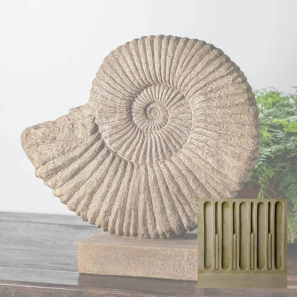 Ammonite, Medium