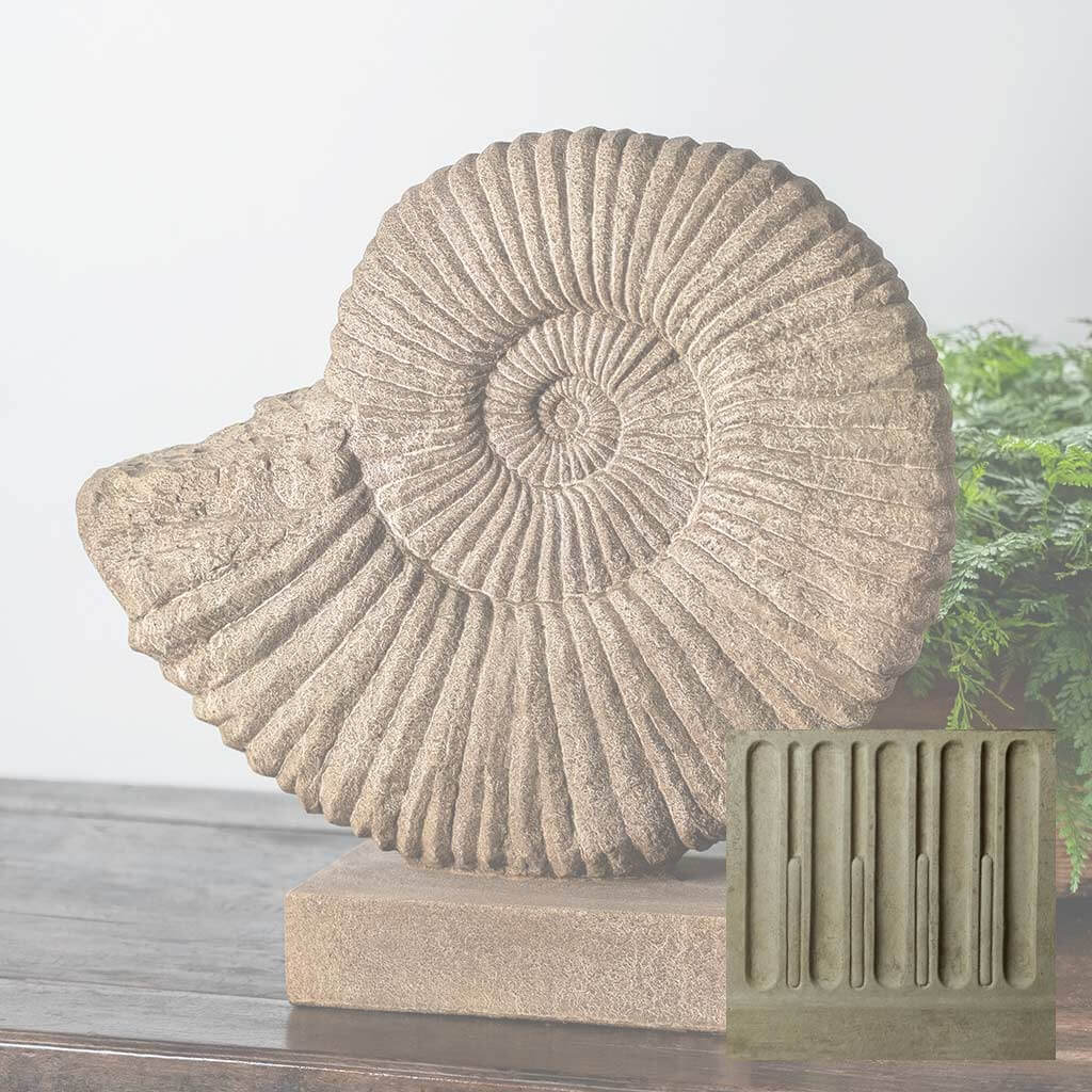 Ammonite, Medium