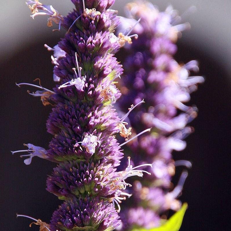 Agastache x 'Black Adder' - Black Adder Giant Hyssop