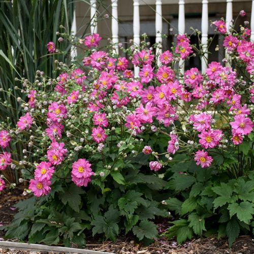 Anemone hybrid 'Sweetly' - PW® Fall in Love® Sweetly Anemone