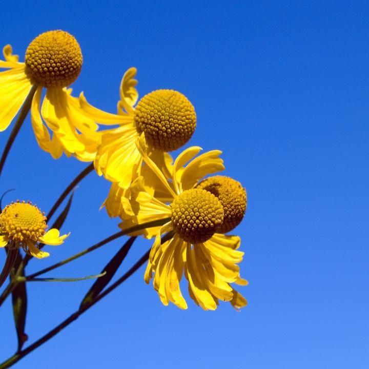 Helenium autumnale - Common Sneezeweed