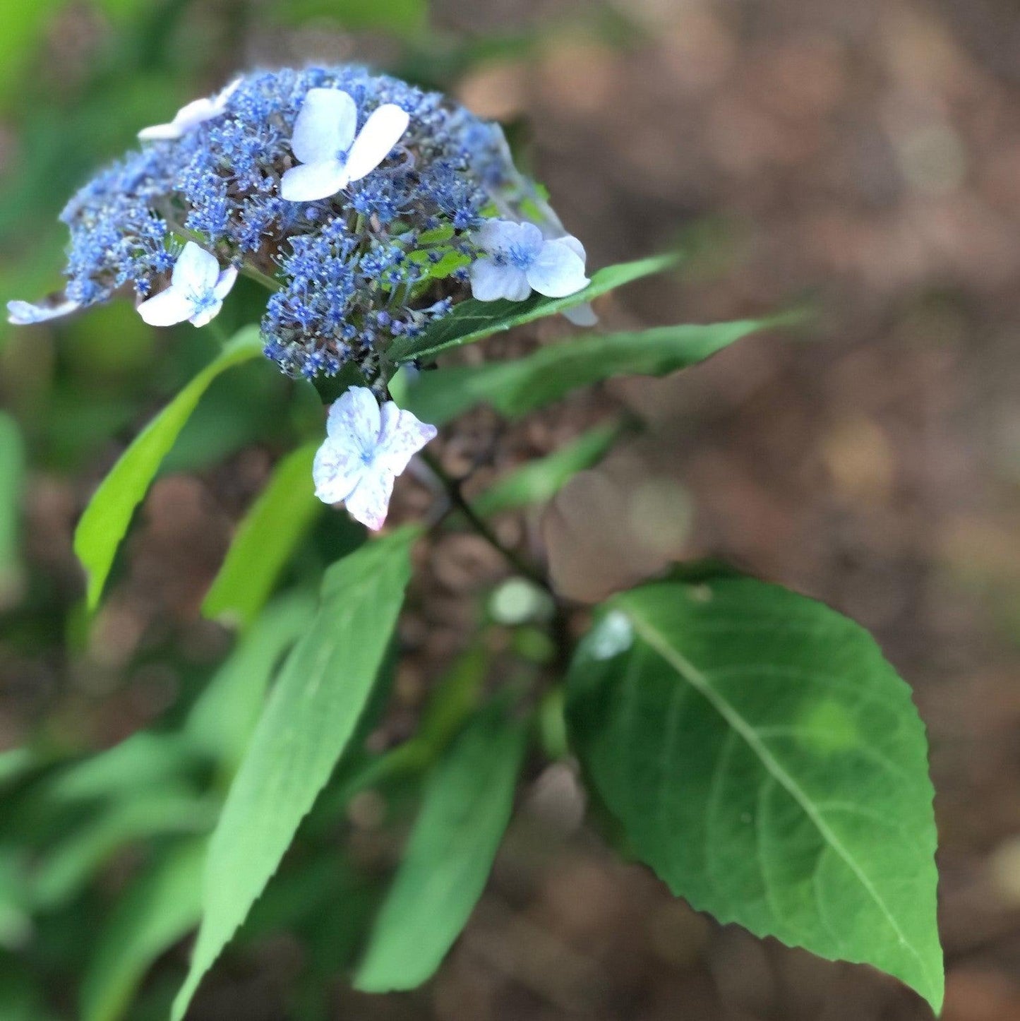Hydrangea serrata 'Blue Billow' - Blue Billow Hydrangea