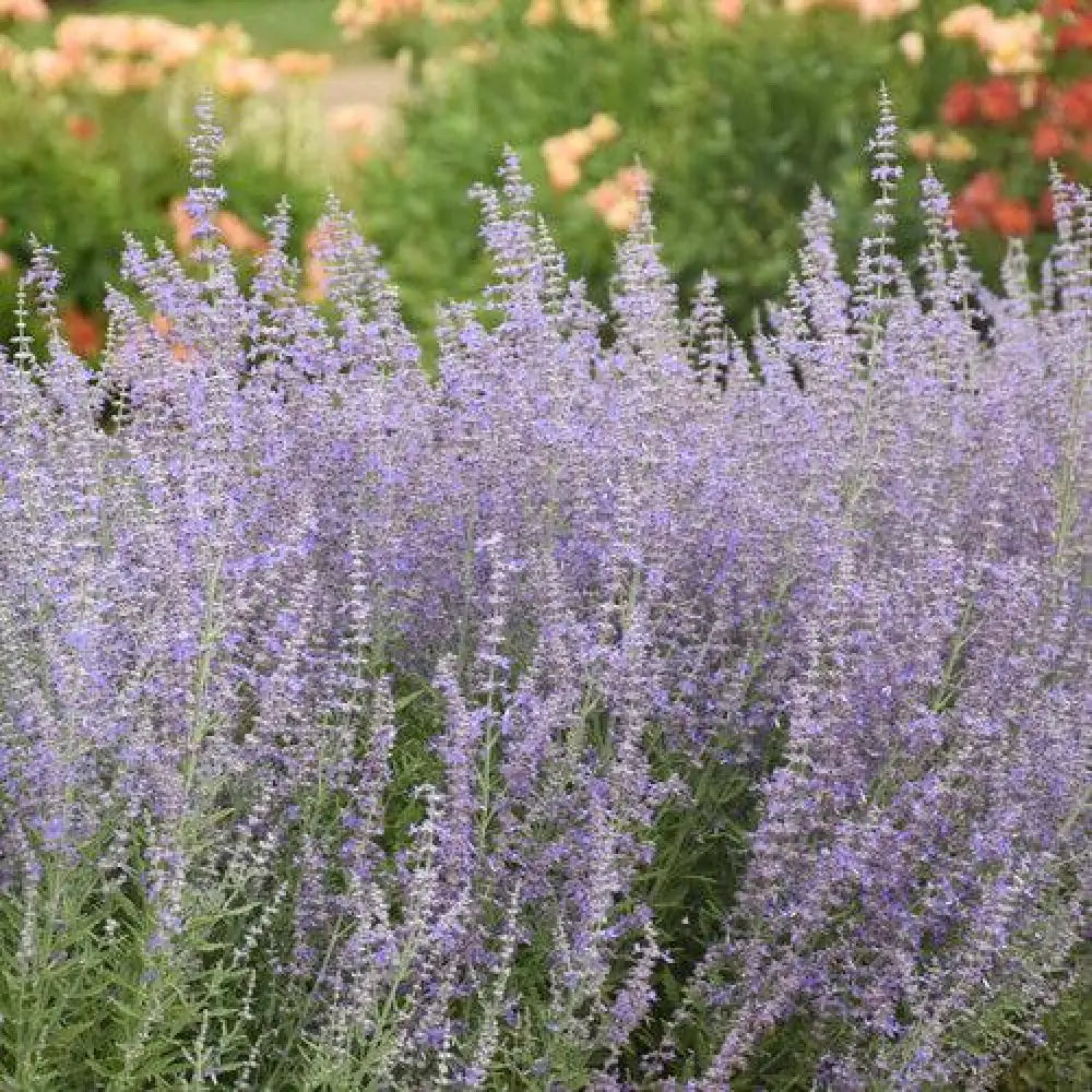 Sage Advice Russian Sage Perennial