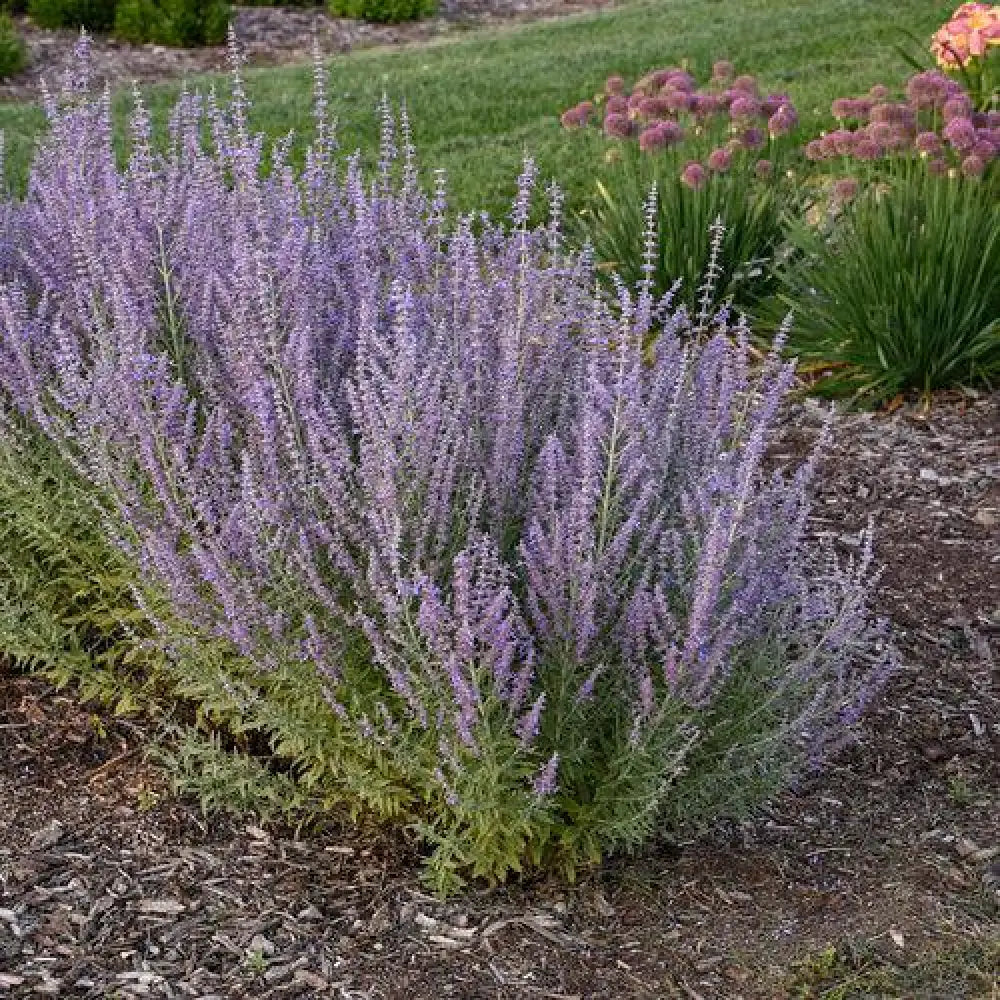 Sage Advice Russian Sage Perennial