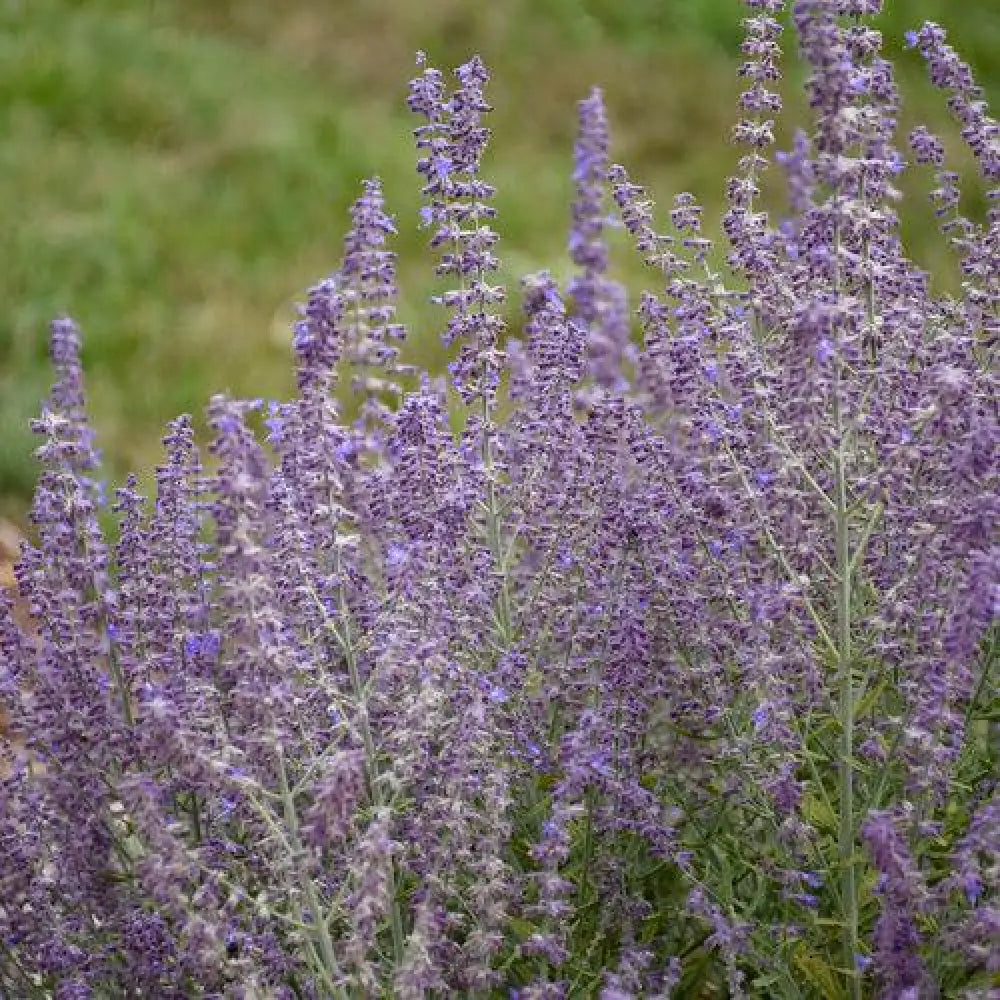 Sage Advice Russian Sage Perennial