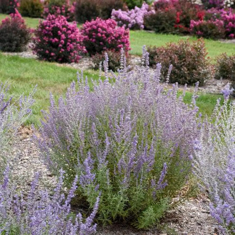 Sage Advice Russian Sage Perennial