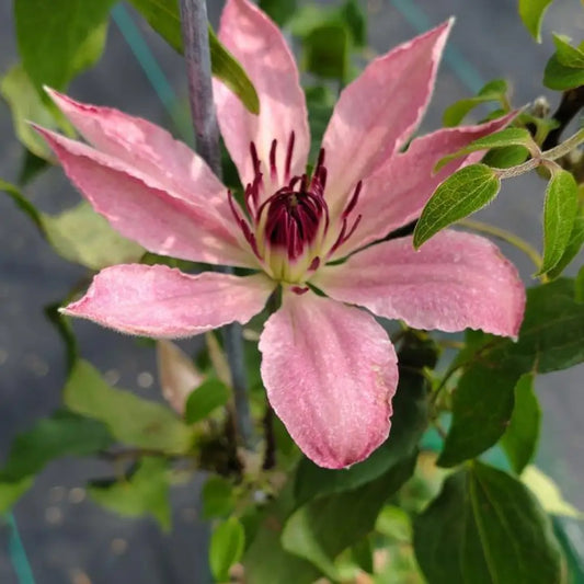 Sarah Elizabeth™ Clematis 8’’ POT Vine