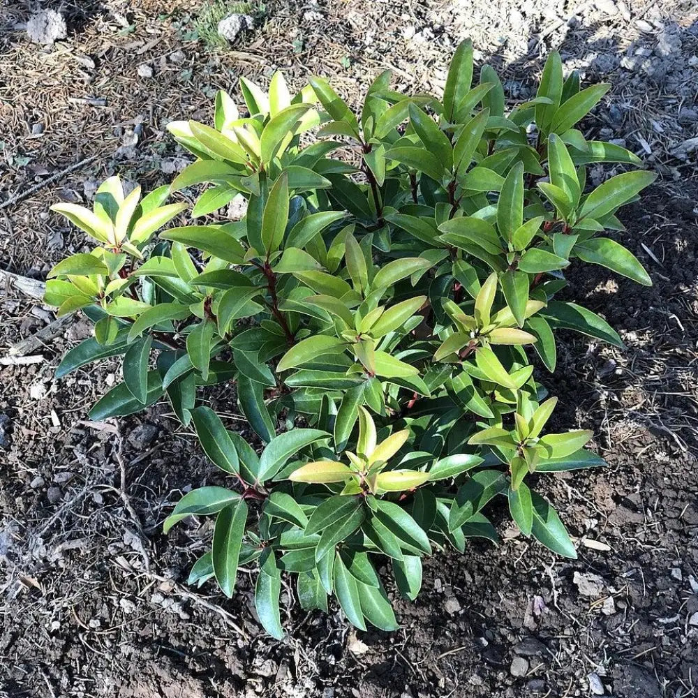 Sarah Mountain Laurel 3 GALLON Shrub