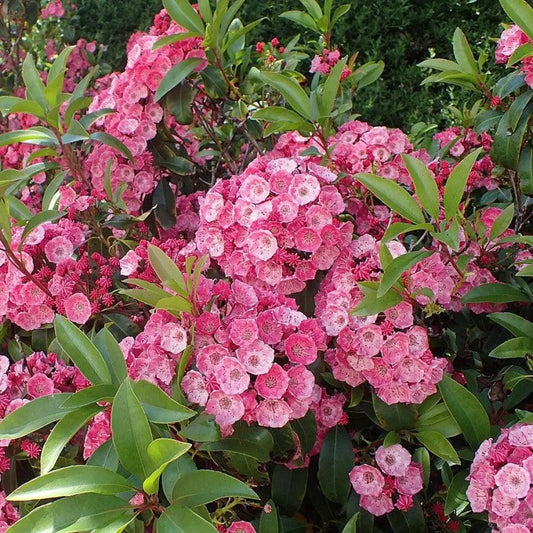 Sarah Mountain Laurel 3 GALLON Shrub