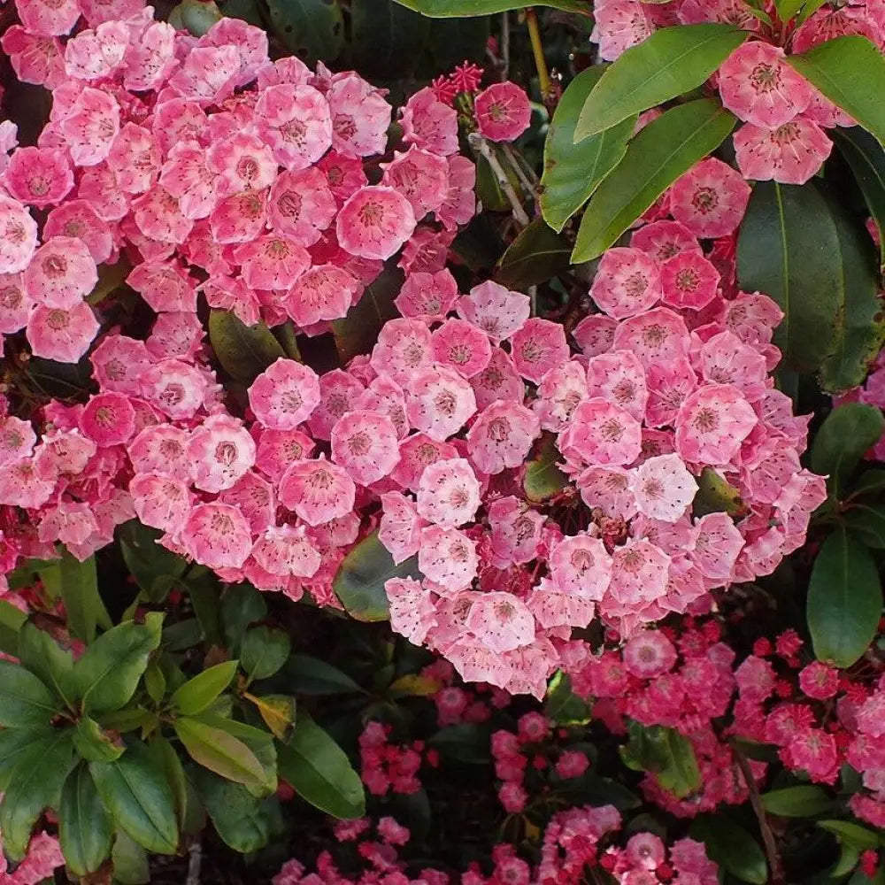 Sarah Mountain Laurel 3 GALLON Shrub