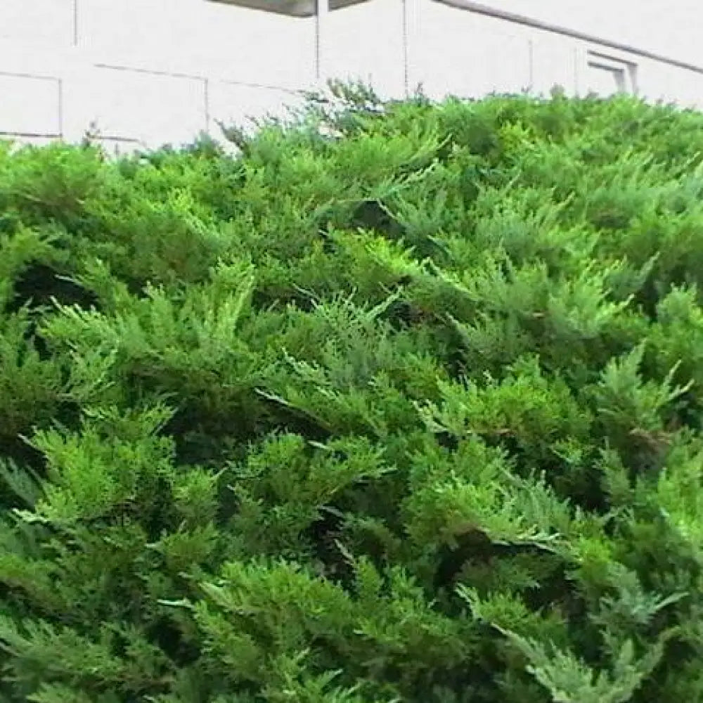 Sargent Green Juniper Shrub