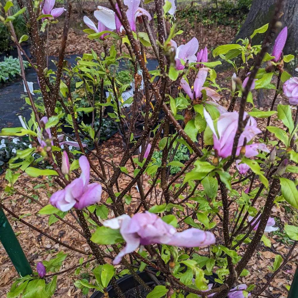 Saucer ’Jane’ Magnolia Shrub