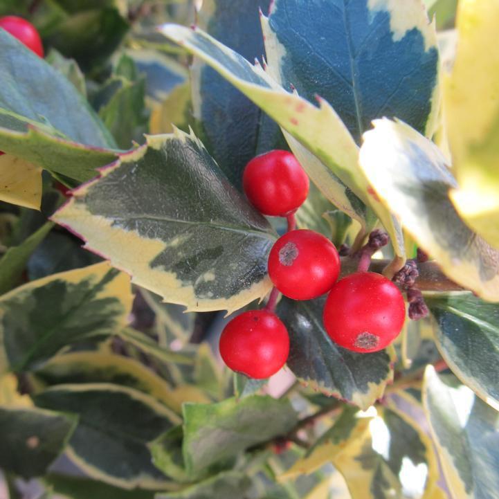 Ilex x meserveae 'Honey Maid' - Honey Maid™ Holly