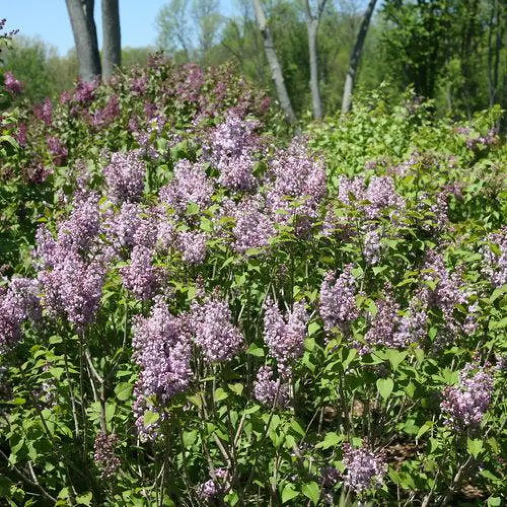 Scentara® Double Blue Lilac Shrub