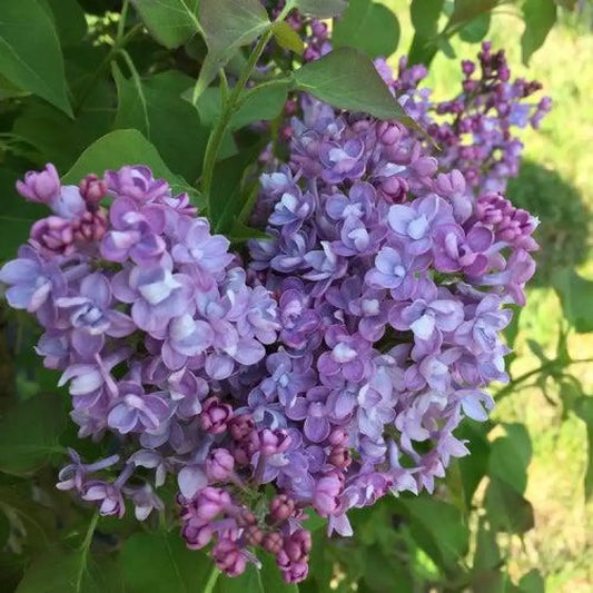 Scentara® Double Blue Lilac Shrub