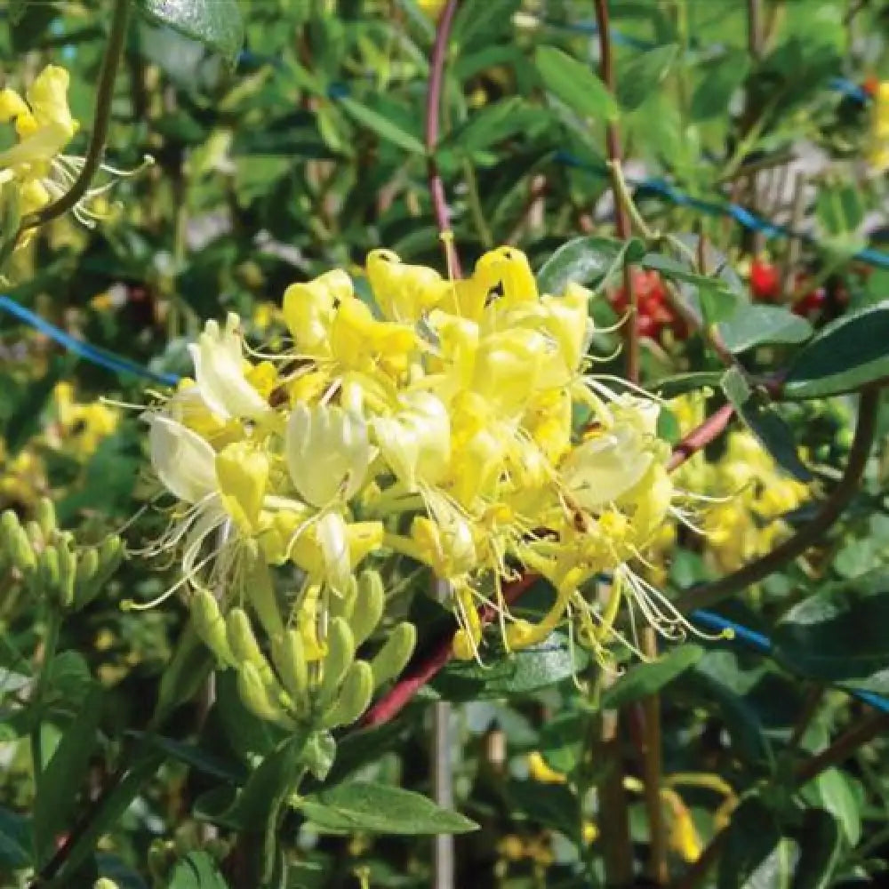 Scentsation Honeysuckle Shrub