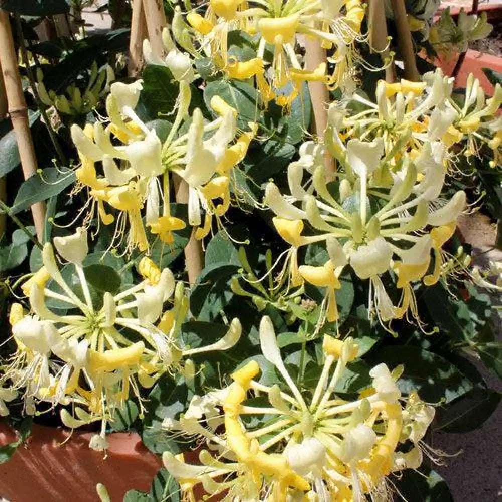 Scentsation Honeysuckle Shrub