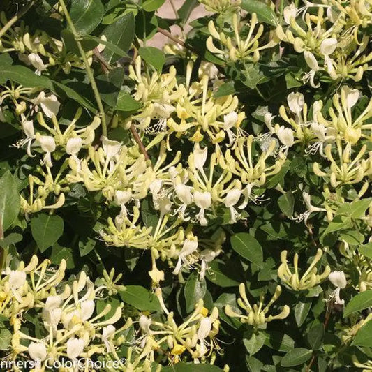Scentsation Honeysuckle Shrub