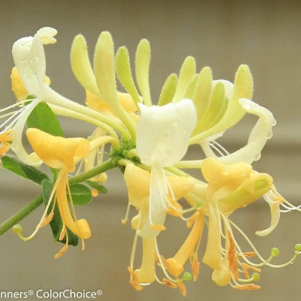 Scentsation Honeysuckle Shrub