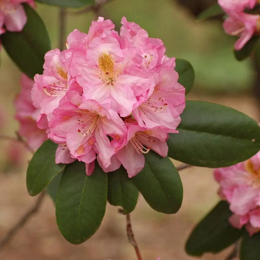Scintillation Rhododendron Shrub