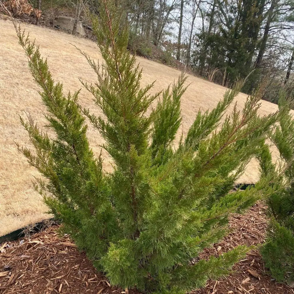 Sea Green Juniper Shrub