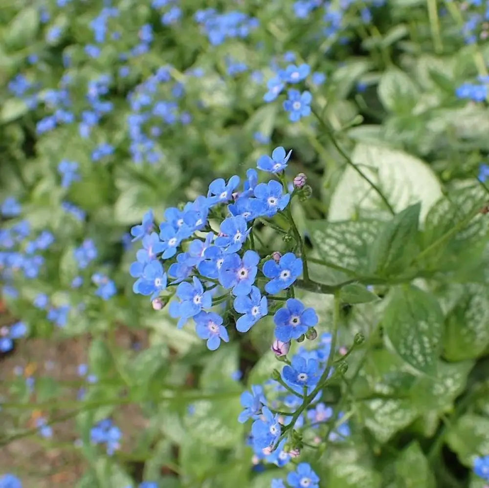 Sea Heart Siberian Bugloss 1 GALLON Perennial