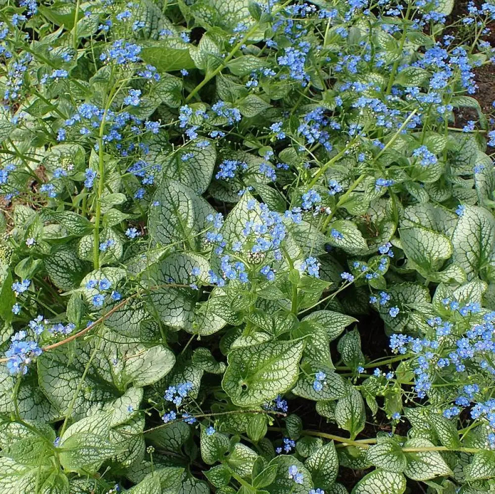 Sea Heart Siberian Bugloss 1 GALLON Perennial