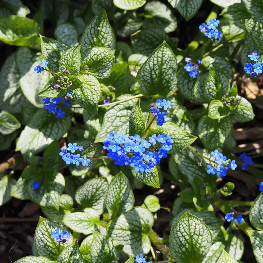 Sea Heart Siberian Bugloss 1 GALLON Perennial
