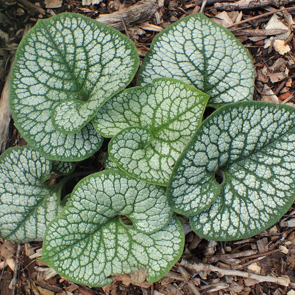 Sea Heart Siberian Bugloss 1 GALLON Perennial