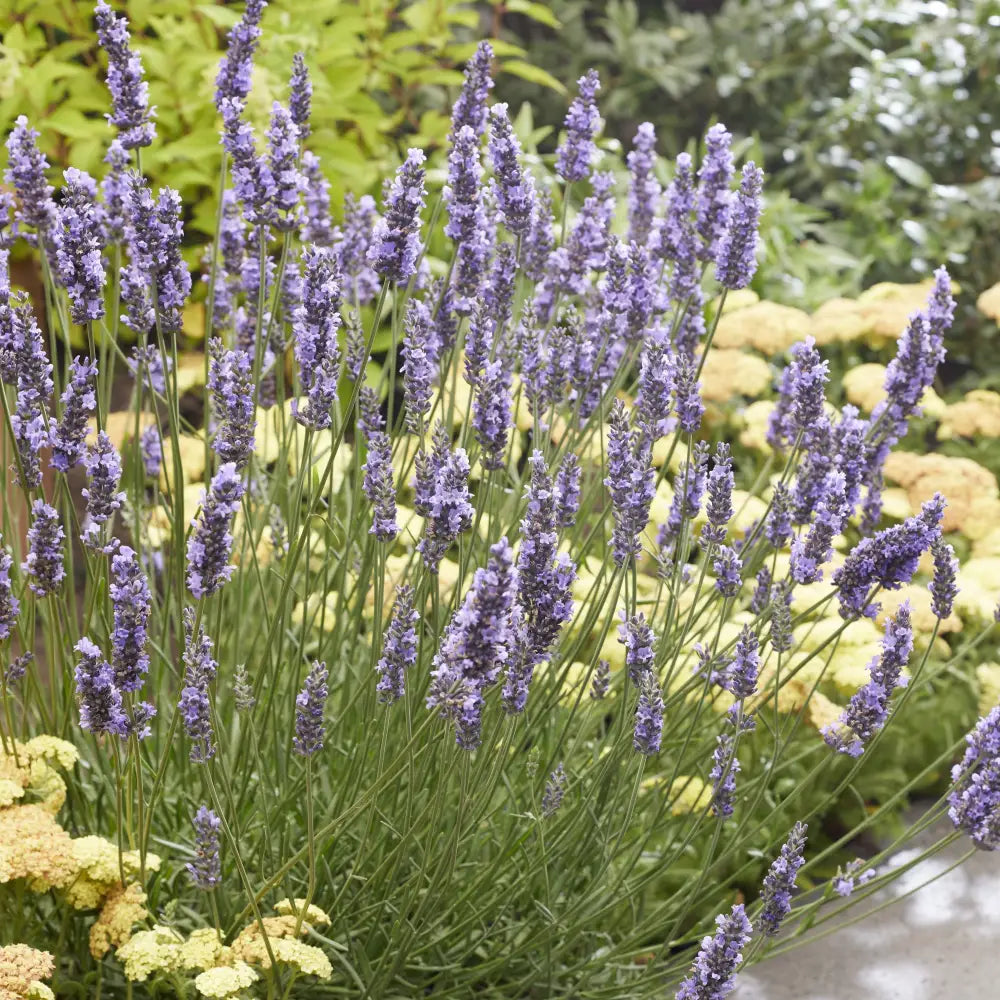 Sensational!® Lavender Perennial
