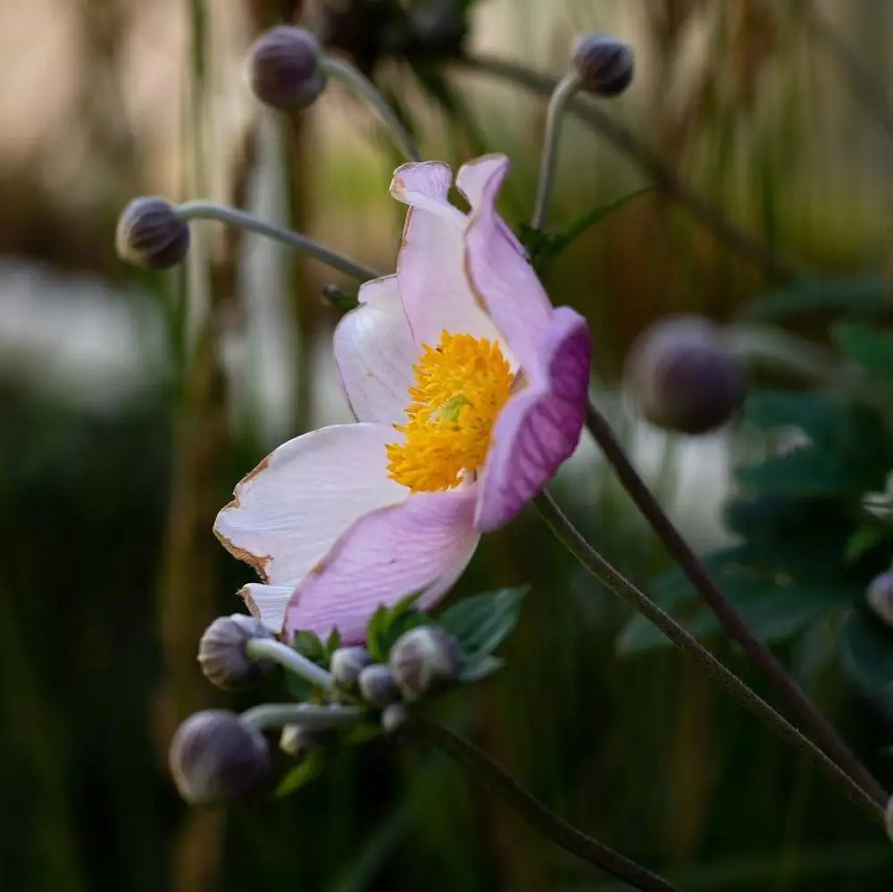 September Charm Anemone 1 GALLON Perennial