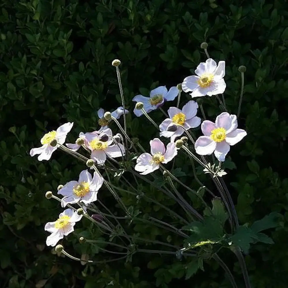 September Charm Anemone 1 GALLON Perennial