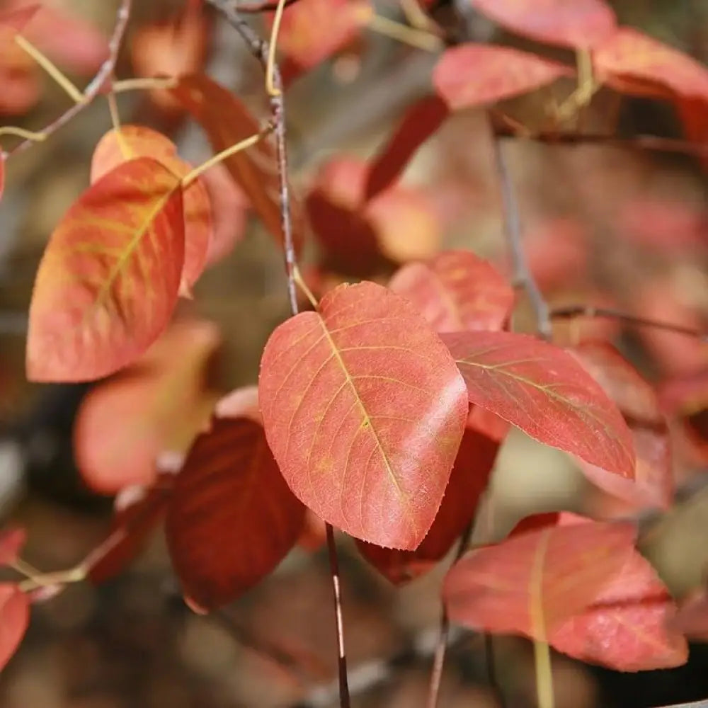 Shadblow Serviceberry 3 GALLON Tree