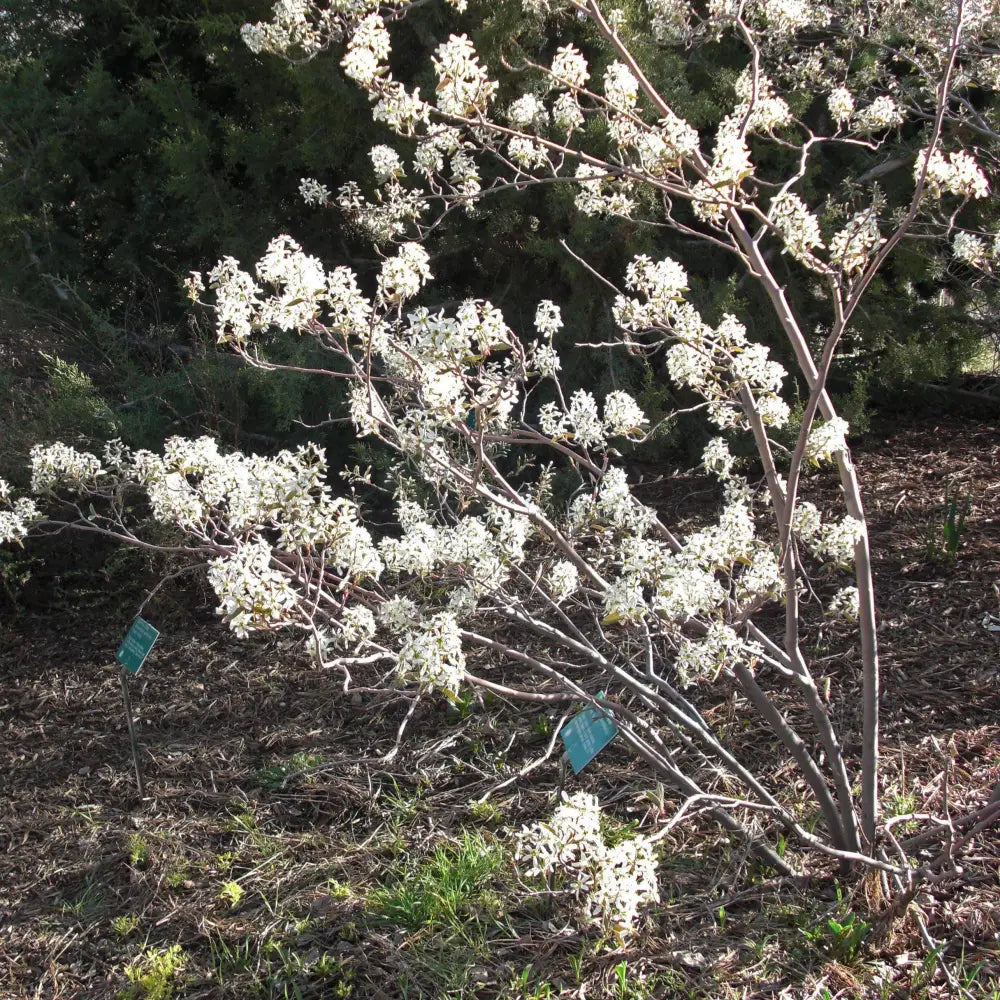 Shadblow Serviceberry 3 GALLON Tree