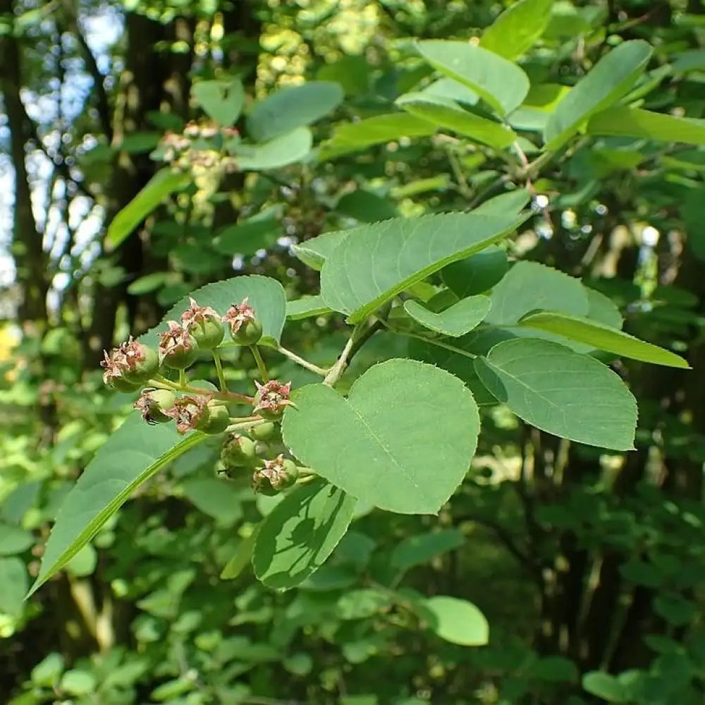 Shadblow Serviceberry 3 GALLON Tree