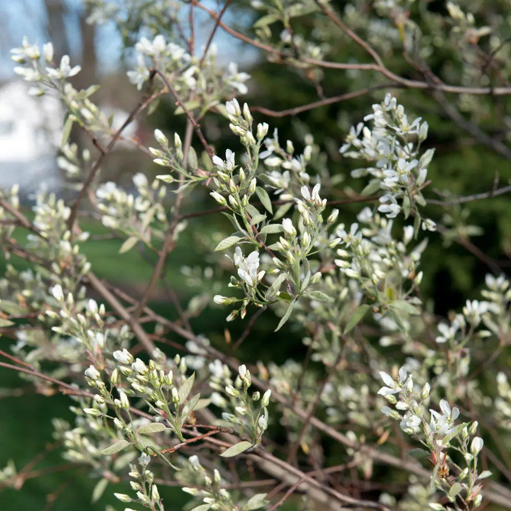 Shadblow Serviceberry 3 GALLON Tree