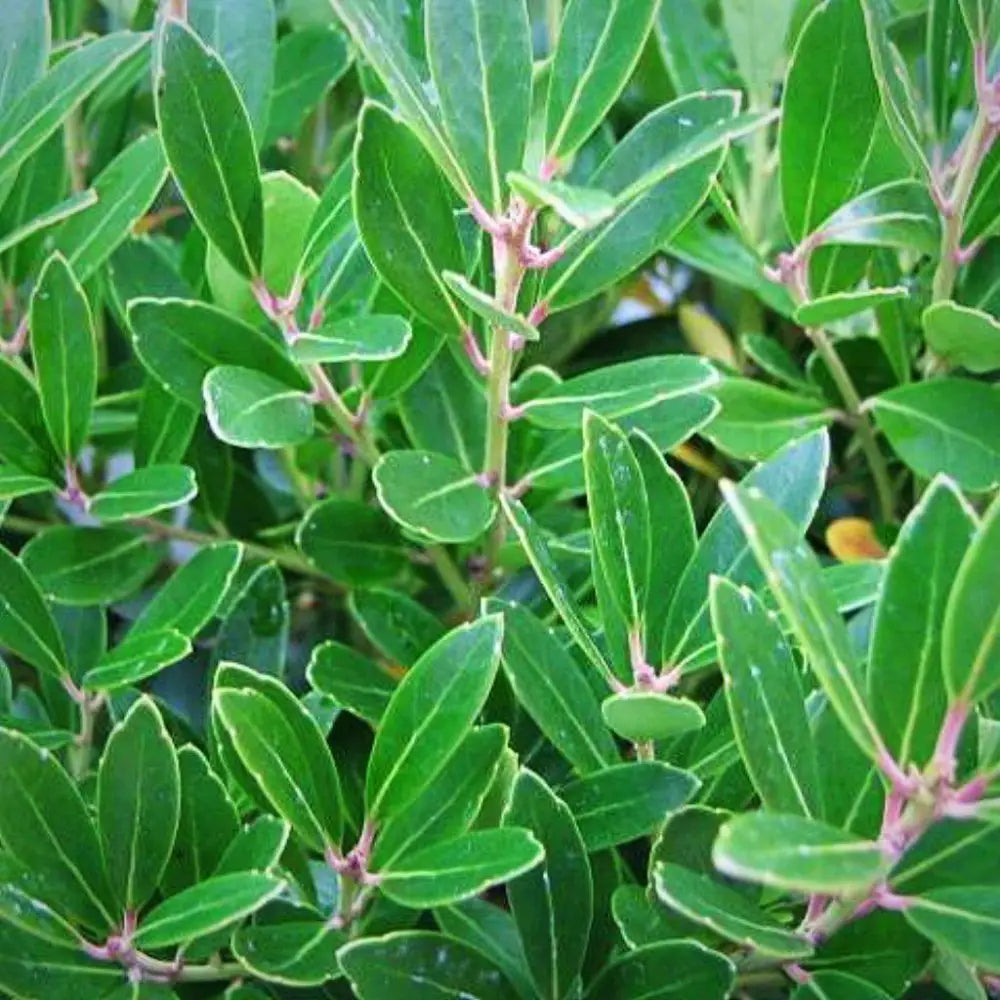 Shamrock Inkberry Holly Shrub
