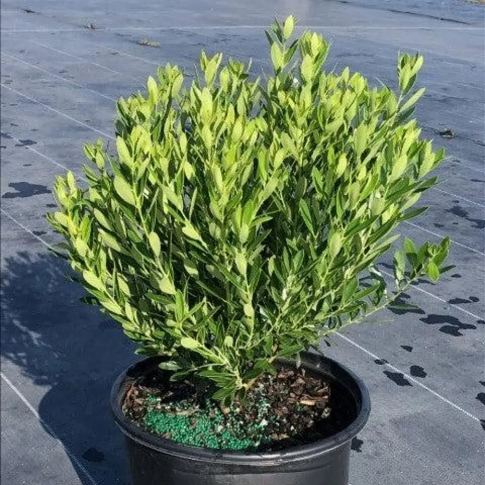 Shamrock Inkberry Holly Shrub