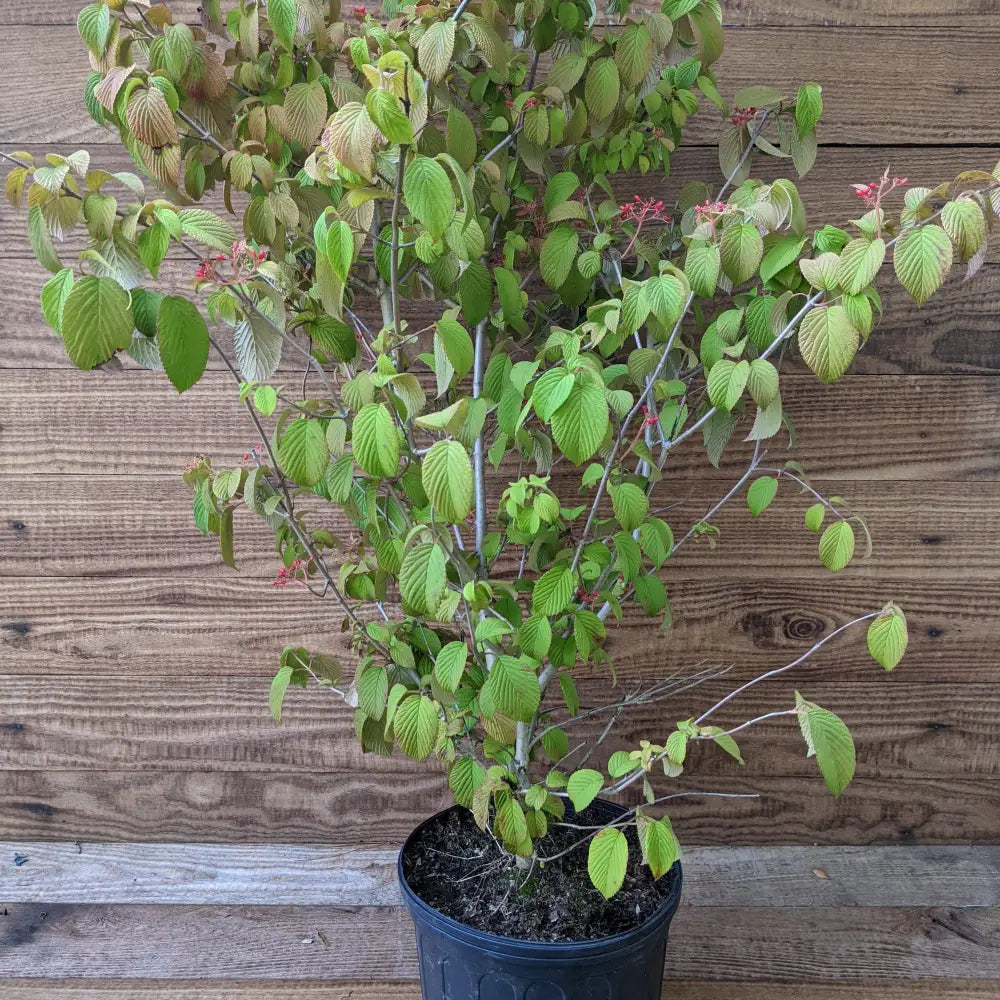 Shasta Viburnum Doublefile Viburnum 3 GALLON Shrub