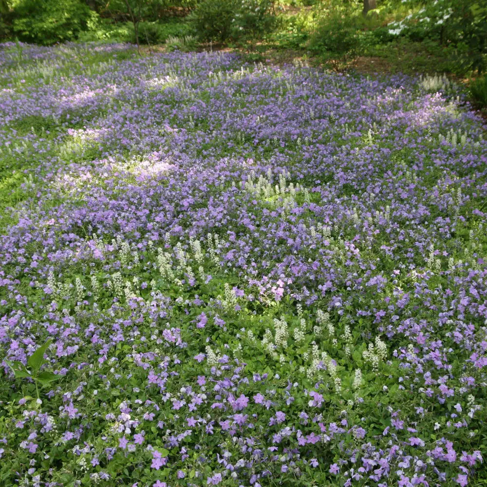 Sherwood Purple Creeping Phlox 1 GALLON Perennial