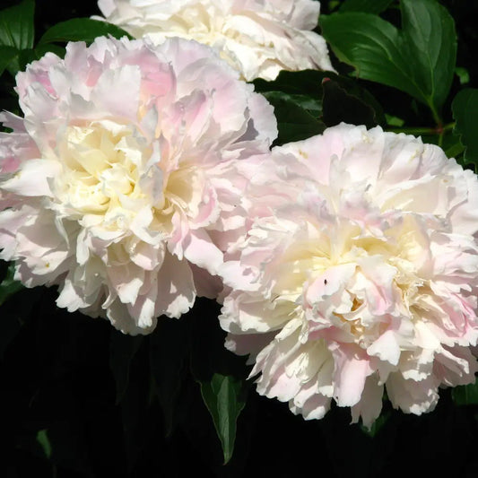Shirley Temple Peony 3 GALLON Perennial